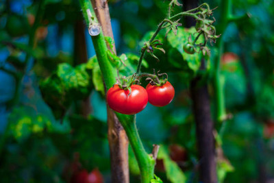 XOLDAA tomato Seed(110 per packet)