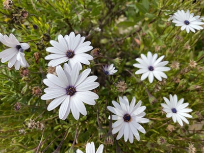 FEVESTA Organic Dimorphotheca Flower Plant Seed(50 per packet)