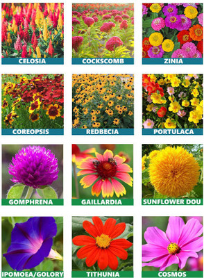 the green dotcom Summer Blooms Collection-10 Variety Flower Seeds Combo Pack for Gardens Seed(2700 per packet)