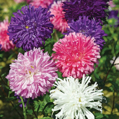 ashokavanam Aster Duchess Formula mix Seed(50 per packet)