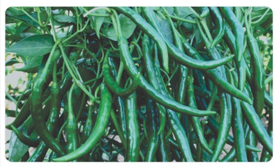HYBRID green chilli seeds highest yield Verity early fruiting 1 pouch, Chilli seeds Seed(10 g)