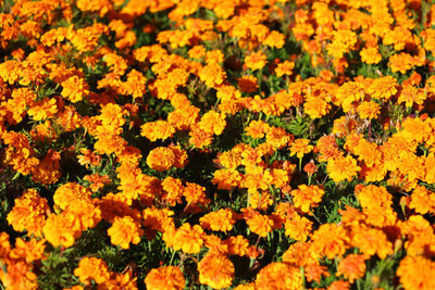 SIDDHI VINAYAK GALLERY marigold,gende ka phool seeds Seed(21 per packet)