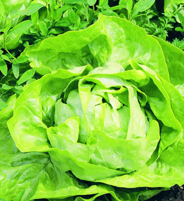 CYBEXIS Hybrid Lettuce Vegetable Seeds1000 Seeds Seed(1000 per packet)