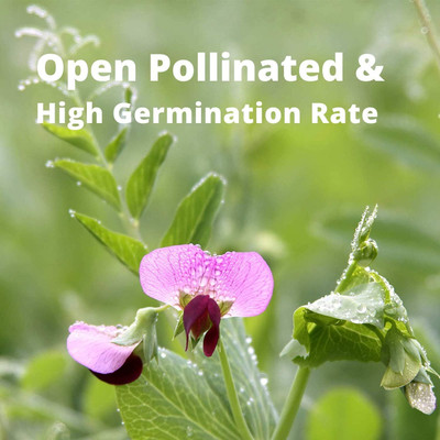 Qualtivate PUAS-9A Austrian Field Pea Seeds Seed(200 per packet)