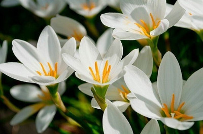 Audbhidhi Rain Lily Bulb Flower Seed(10 per packet)
