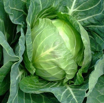 WILLVINE SCI -VI Copenhagen Early Cabbage Seeds [25g] Seed(7500 per packet)