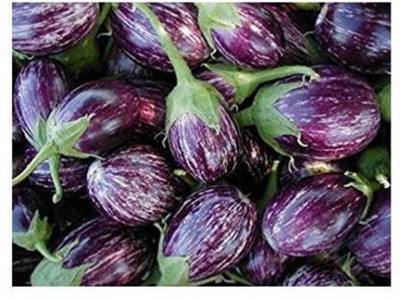 Khushi Prova BRINJAL Seed(720 per packet)