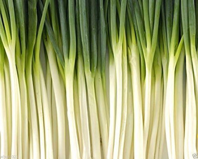 Qualtivate GBPT-1A TOKYO LONG,White BUNCHING,GREEN ONION Seed(500 per packet)
