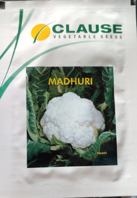 clause Cauliflower, Madhuri - 10 gm Seed(10 g)