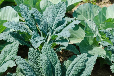 CYBEXIS Plain-Leaf Kale2000 Seeds Seed(2000 per packet)