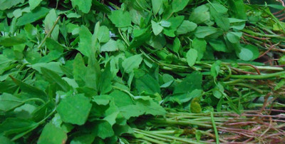 the green dotcom Organic galaxy green bathua vegetable hybrid seeds 1-packet Seed(60 per packet)