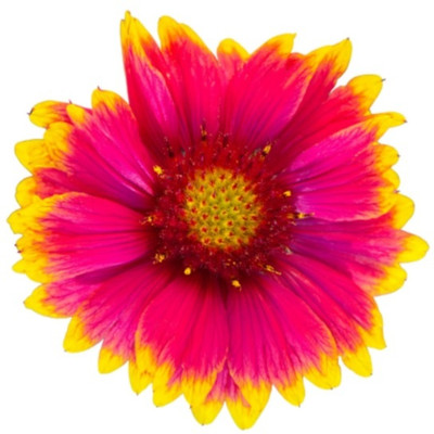 SEEDSSIDE GAILLARDIA BLANKET FLOWER Seed(20 per packet)