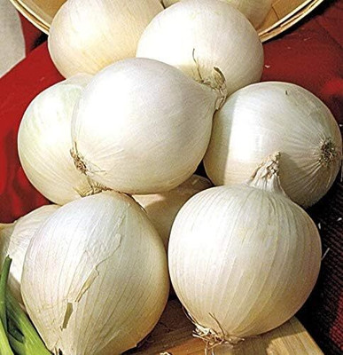 WILLVINE Onion Set/Sets 'White Snowball' Vegetable-[2500 Seeds] Seed(2500 per packet)