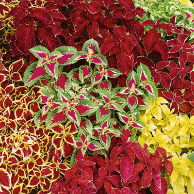 MYAT Coleus Blumei Rainbow Mix Seed(150 per packet)
