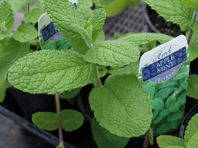 CYBEXIS GBPUT-78 - Apple Mint - (1350 Seeds) Seed(1350 per packet)