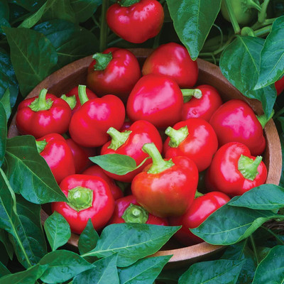 Biosnyg Easy to Grow Cherry Stuffer Sweet Pepper Seeds For Planting-(2000 Seeds) Seed(2000 per packet)