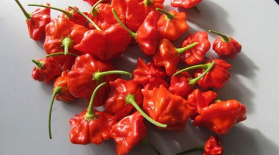 KNESSiN Capsicum Baccatum Seed(400 per packet)