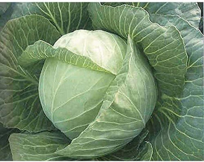 WILLVINE VNR -III White Mist F1 Hybrid Cabbage Seeds [50g] Seed(15000 per packet)