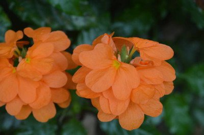 Kingdom kanakambaram-firecracker-crossandra Seed(39 per packet)