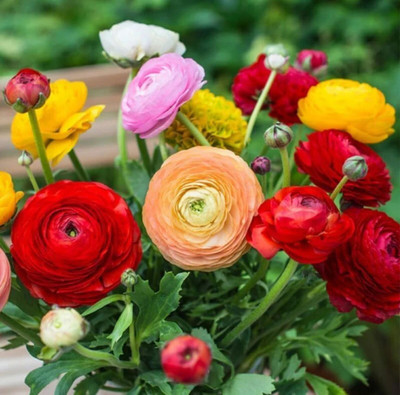 Leafy Heaven Ranuculus Orange Flower Bulbs for home gardening Seeds Mix Color Seed(5 per packet)