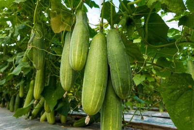 Pbevergreen Desi Cucumber Seed(65 per packet)