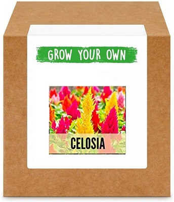 CYBEXIS Celosia-50 Seeds Seed(50 per packet)