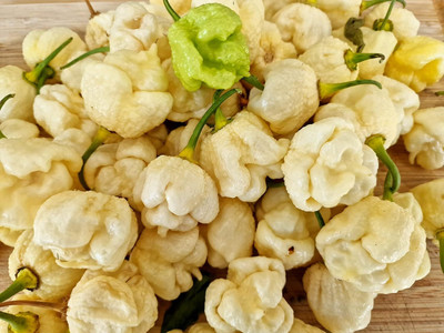 KNESSiN Hybrid White Moruga Chilli Seeds For Gardening-(1200 Seeds) Seed(1200 per packet)