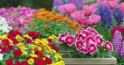 Lorvox Sweet William Flower Seed(120 per packet)