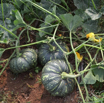 the green dotcom Rushian pumpkin seeds Seed(18 per packet)