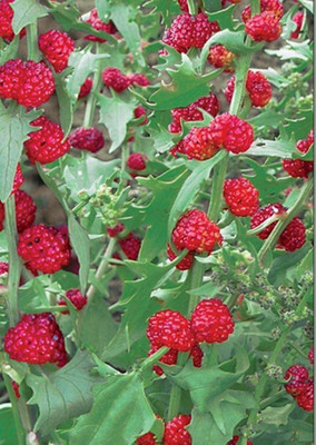 CYBEXIS GUA-32 - Strawberry Spinach Blite Giant - (2250 Seeds) Seed(2250 per packet)
