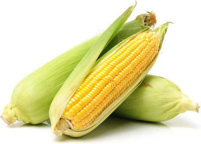 CYBEXIS Hardy Yellow Corn Seeds1000 Seeds Seed(1000 per packet)