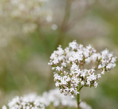 FRESHO gypsophila flower Seed(50 per packet)