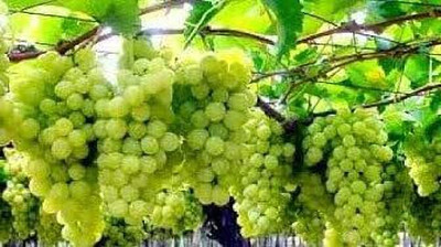 Aywal Grabes Fruit Seed(120 per packet)