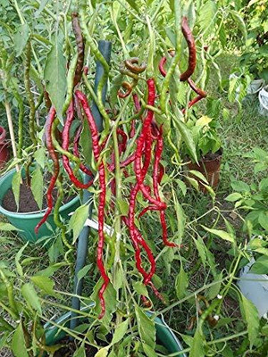 WILLVINE PUSA -II Thunder Mountain Longhorn Cayenne Chilli[1gm, 200 Seeds] Seed(200 per packet)