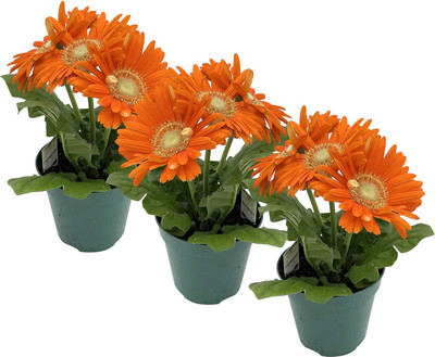 Qualtivate KGF -12 Daisies Orange Seeds Seed(50 per packet)