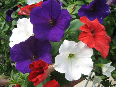 Qualtivate LX-194 Petunia Unicum Rainbow Cascade Seeds Seed(50 per packet)