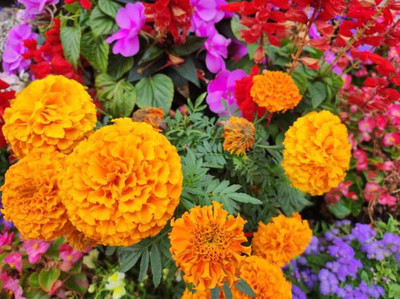 RUDAN marigold/gende ka phool flower seeds Seed(75 per packet)