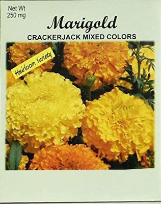 CYBEXIS GBPUT-95 - Marigold Crackerjack - (2250 Seeds) Seed(2250 per packet)