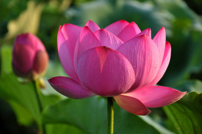 CRGO lotus,kamal gatta Seed(11 per packet)