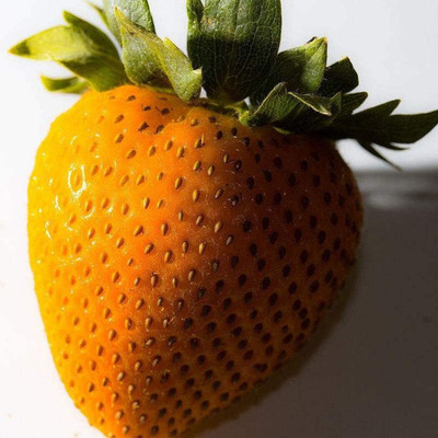 KNESSiN Rare Yellow Giant Strawberry Super Sweet, Extra Large Seed(50 per packet)