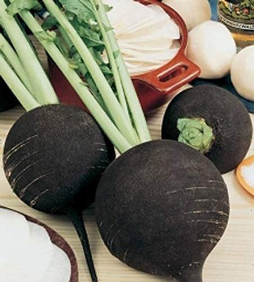 CYBEXIS HUA-82 - Black Radish - (2250 Seeds) Seed(2250 per packet)