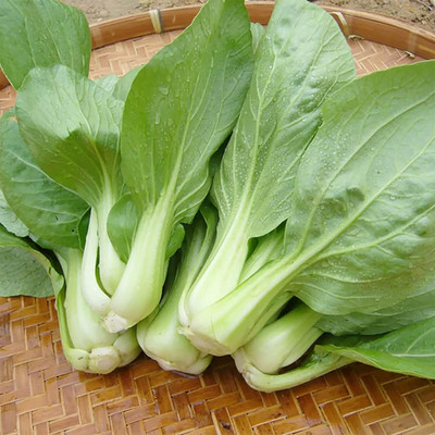 WILLVINE MEH -XI Chinese Cabbage Pak Choi Seeds [10g] Seed(3000 per packet)