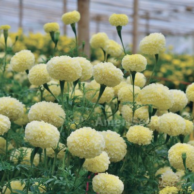 Audbhidhi Marigold Inca White All Season F1 Hybrid Flower Seed(10 g)