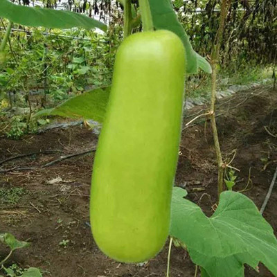 CYBEXIS F1 Hybrid Bottlegourd Seeds 200 Seeds Seed(200 per packet)