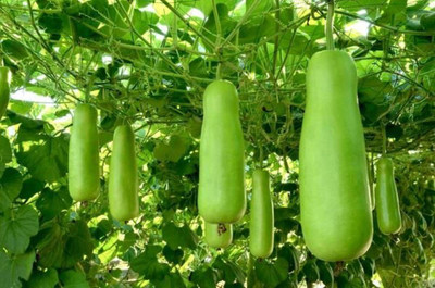 the green dotcom hybrid long bottle gourd seeds for plant/lauki seeds 27 Seed(27 per packet)