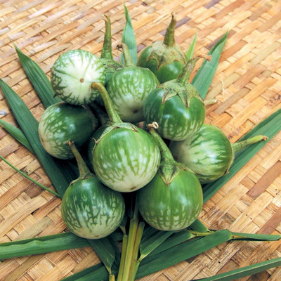 Qualtivate PUA-3A Brinjal - Thai Round Seed(300 per packet)