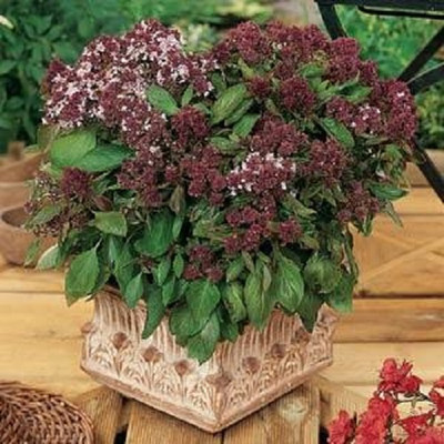 Qualtivate XLR-5 Magic Michael Sweet Basil Seed(1000 per packet)