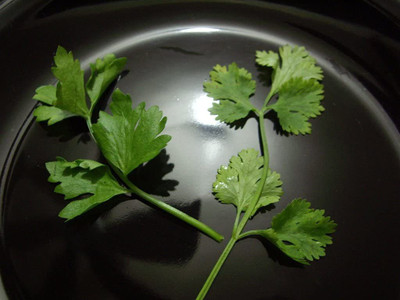CYBEXIS VXI-87 - Chinese Kintsai Leafy Celery - (2250 Seeds) Seed(2250 per packet)