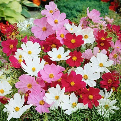 Lorvox Double Click Cranberries' Seeds. Cosmos Cranberries Seed(60 per packet)