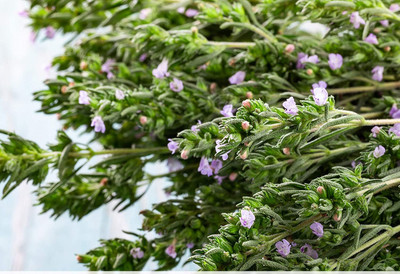 Qualtivate HUA-5A English Common Thyme Herb Seeds Seed(50 per packet)